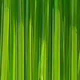 Light Green Transparent